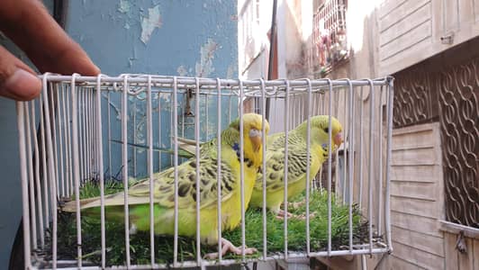 Undersize Budgies/ TCB Exhibition patha/ Exhibition Hogo Working patha