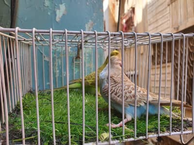 Undersize Budgies/ TCB Exhibition patha/ Exhibition Hogo Working patha