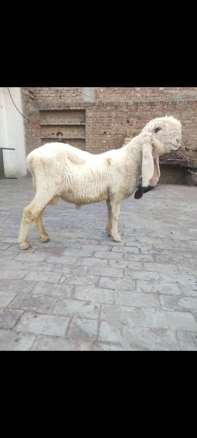 kajla/Mundra/sheep/Kajla chatra/mundra chatra/kajli sheep/Bakri/Bakra/