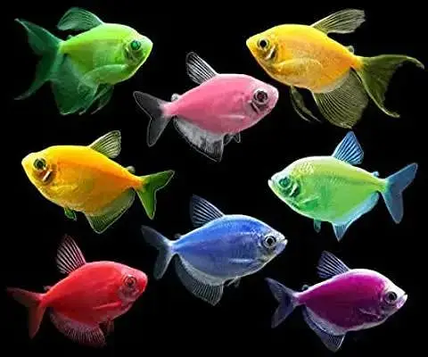 5 Female Mature Glowlight Tetra Fish for Sale