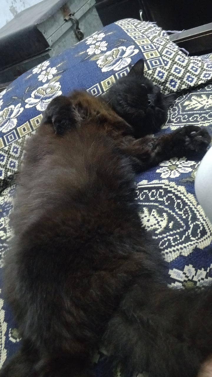 black Cat 2