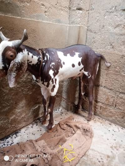 2 dant andoo bakra