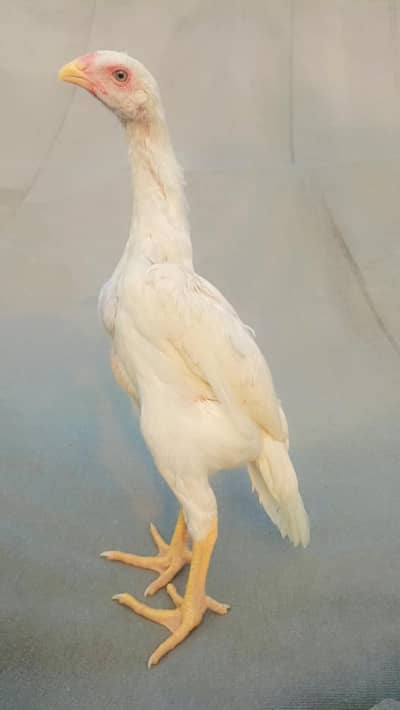 pure aseel shamo chicks |king size white shamo |white shamo chicks