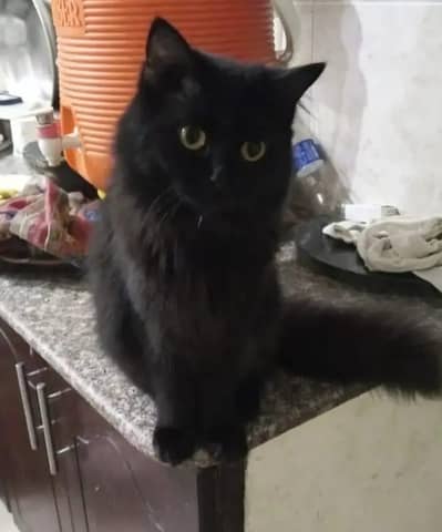 Persian X Russian (Adult)