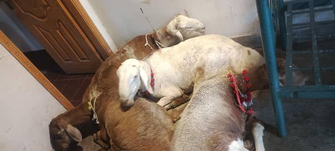 dumba heavy weight qurbani 2026