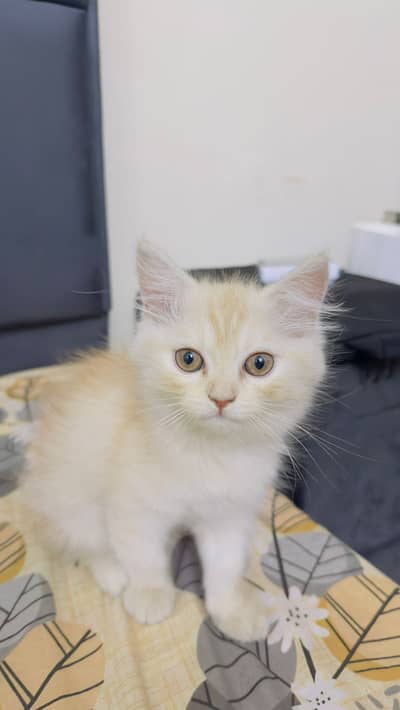 2 months Male Persian Kitten Vaccinated for Sale
