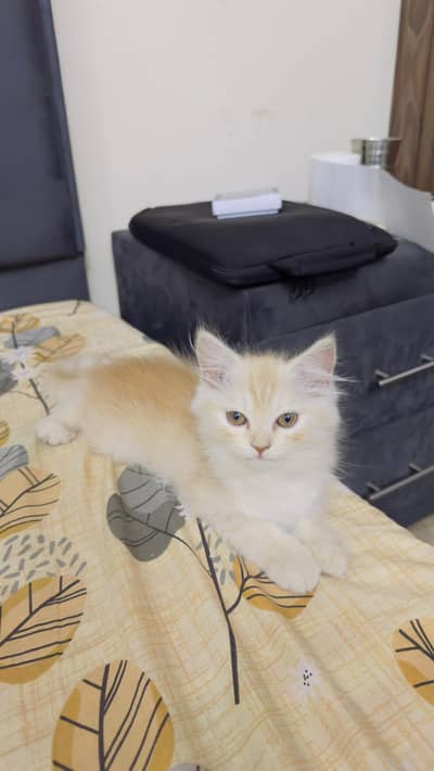 2 months Male Persian Kitten Vaccinated for Sale