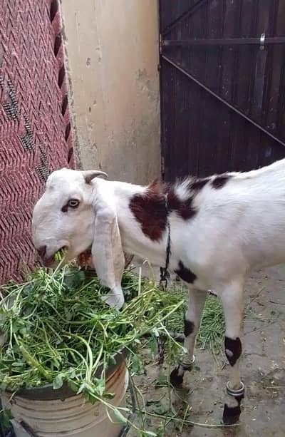 Bakra qurbani 2026