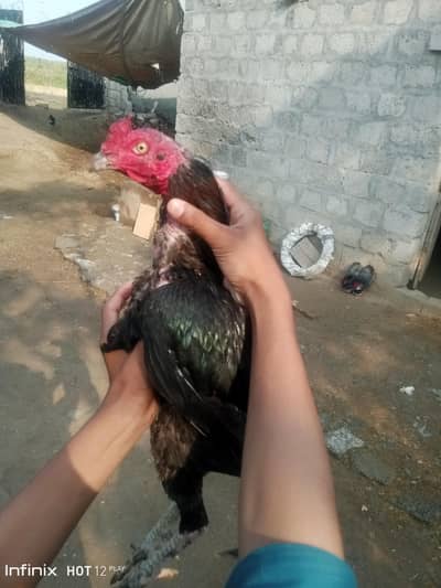patha for sale