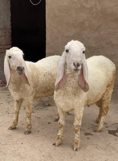2 Male Sheeps || Kajla Chhatra || Dumba || Premium Goat || Mundra
