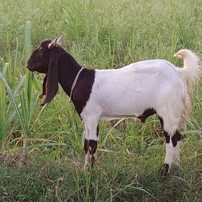 health goats  for qurbani
