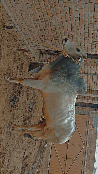 bull for sale