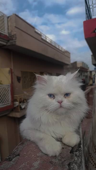 blue eyes Persian male cat  1 year old
