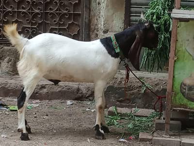 2 Bakray Jori for Qurbani (2 Dant, Healthy, Home Bread) Negotiable