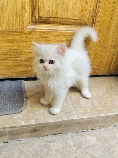 PERSIAN HIGH QUALITY KITTENS