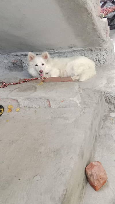 Russian breed dog pure