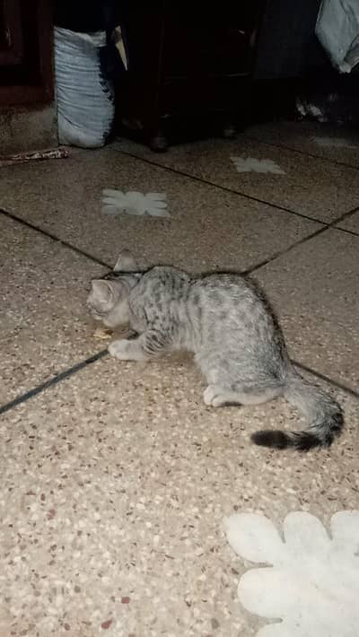male cat