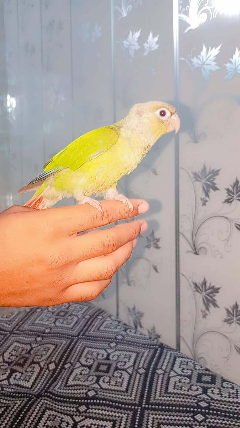 parrot 0