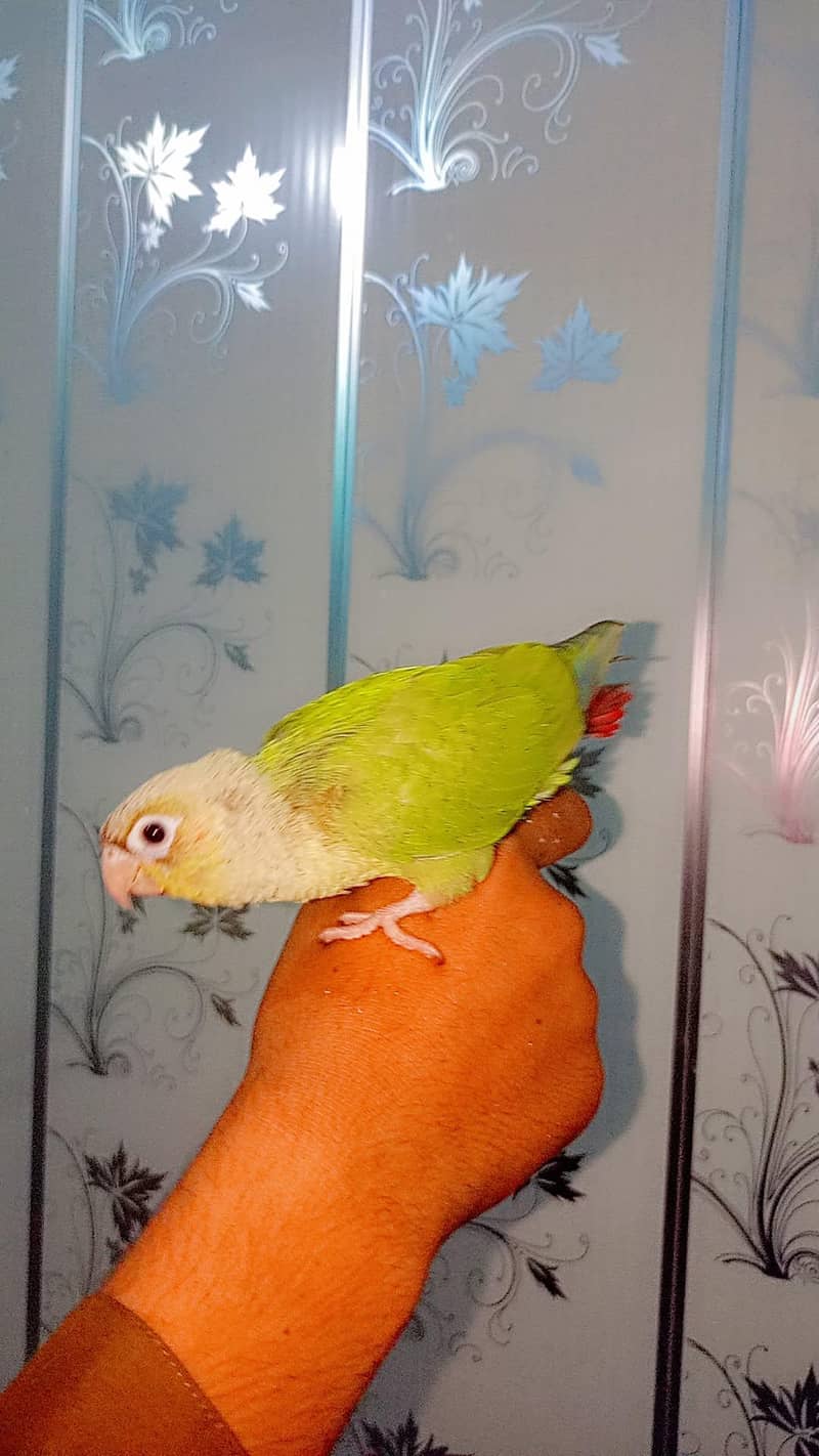 parrot 1