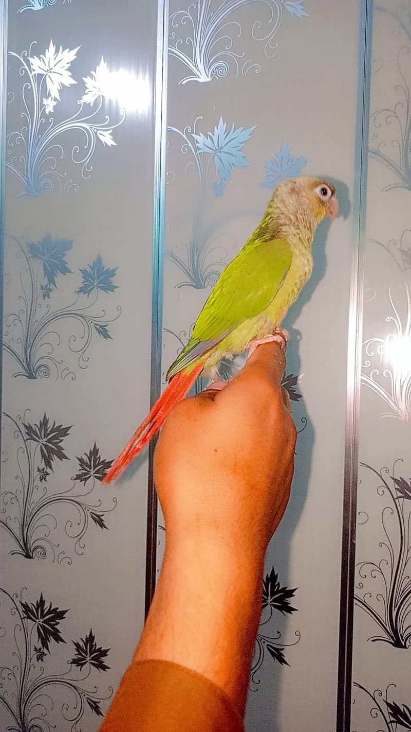 parrot 2