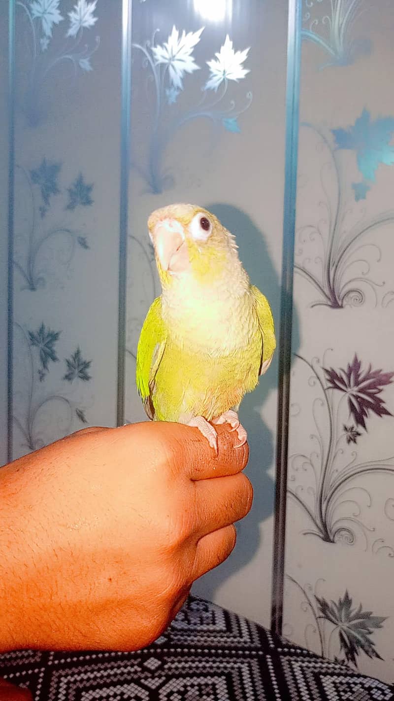 parrot 3