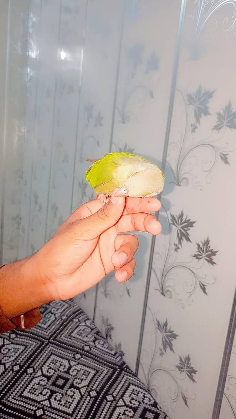 parrot 4