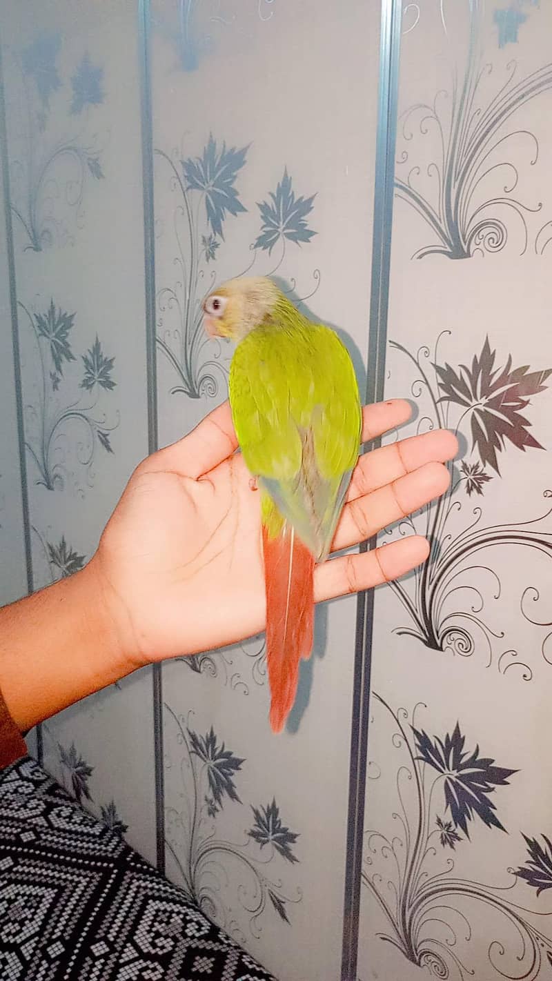 parrot 5