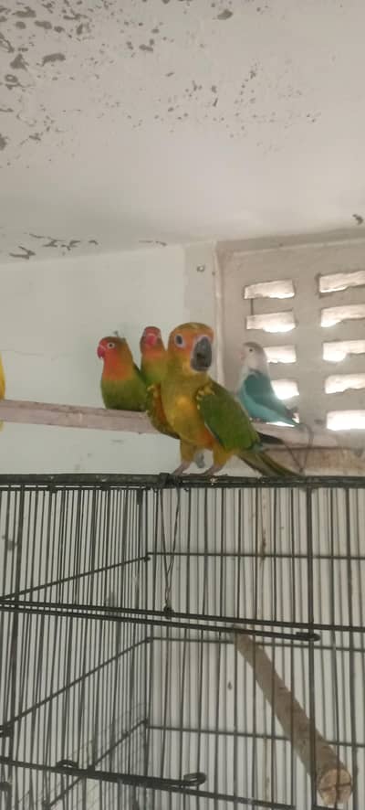 love birds