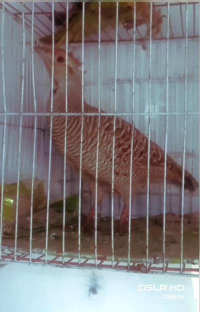 teetar for sale