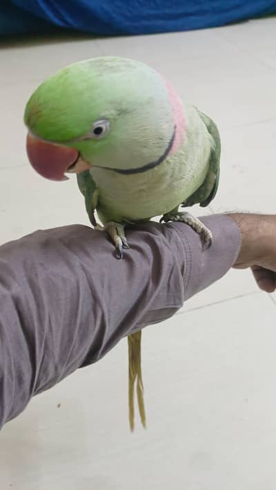 raw parrot,,, hand tam bahot bolta hai bahot zeyda active hai