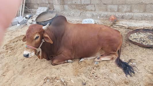 Ghar ka Pala huwa acha cow ha urgent sell karna ha