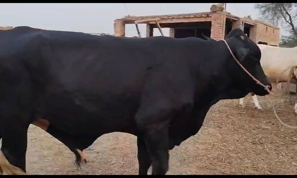قربانی کا جانور 1