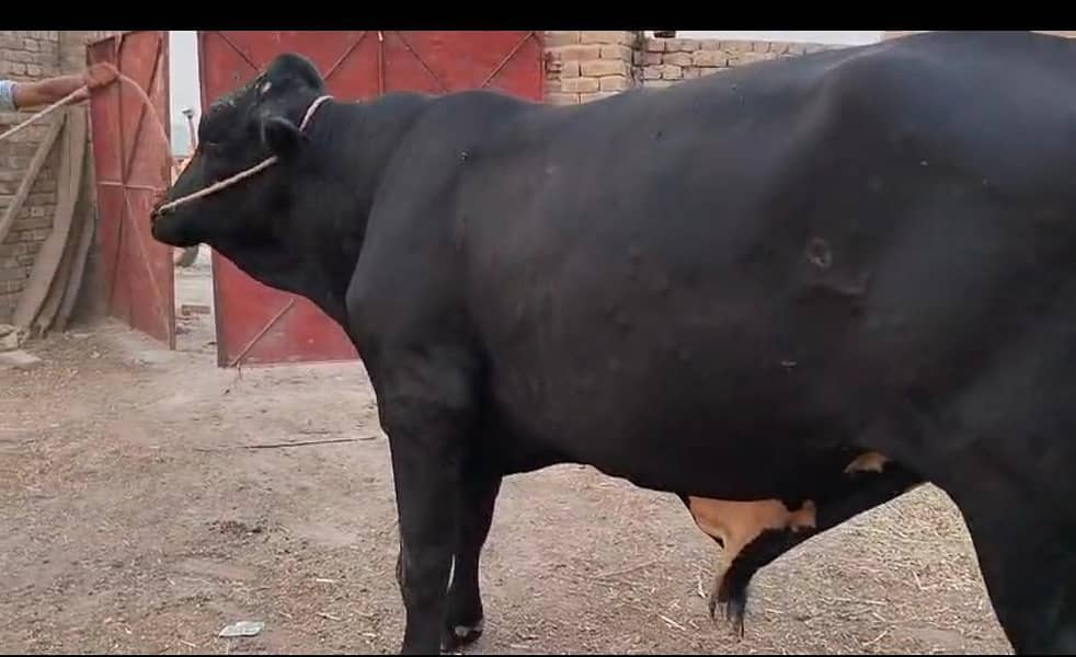 قربانی کا جانور 2