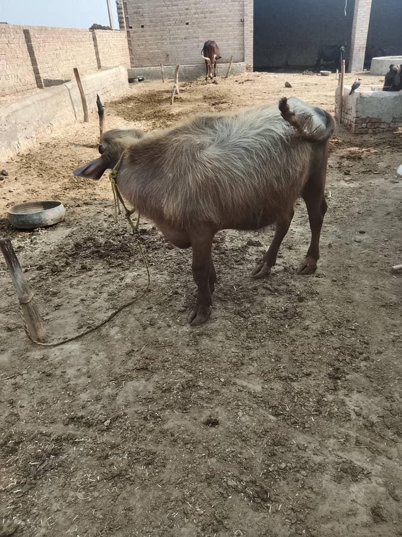 قربانی کے لیے کٹا 1