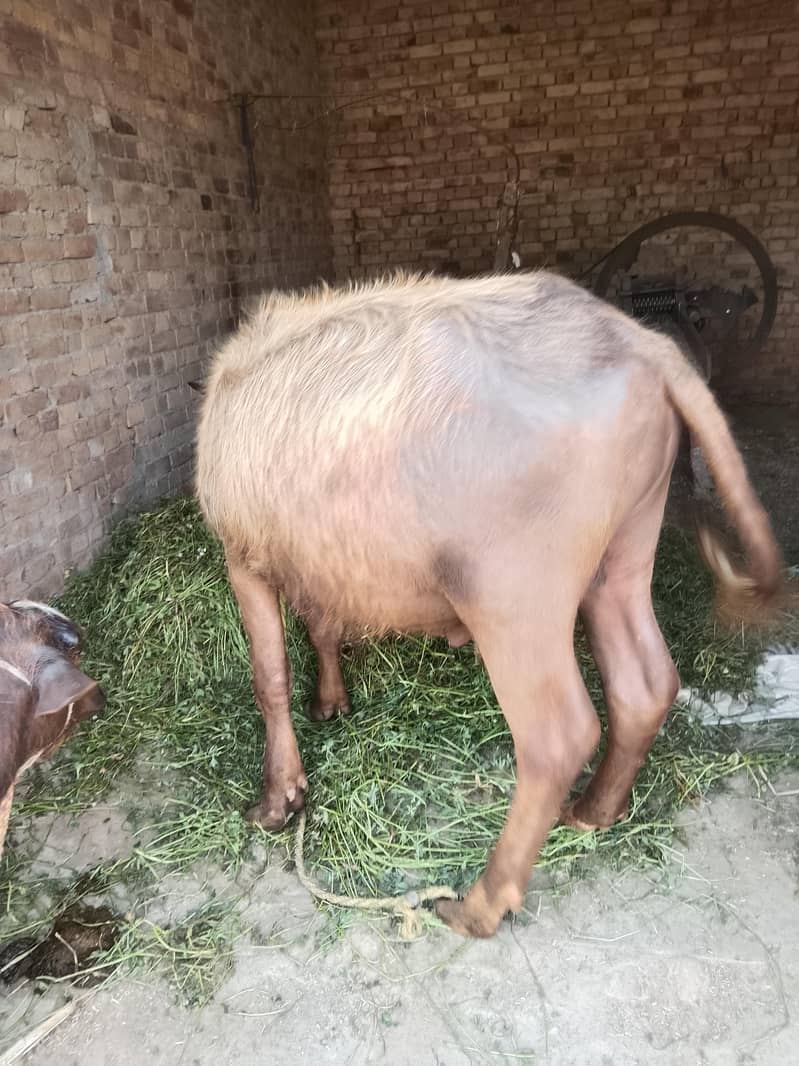 قربانی کے لیے کٹا 2