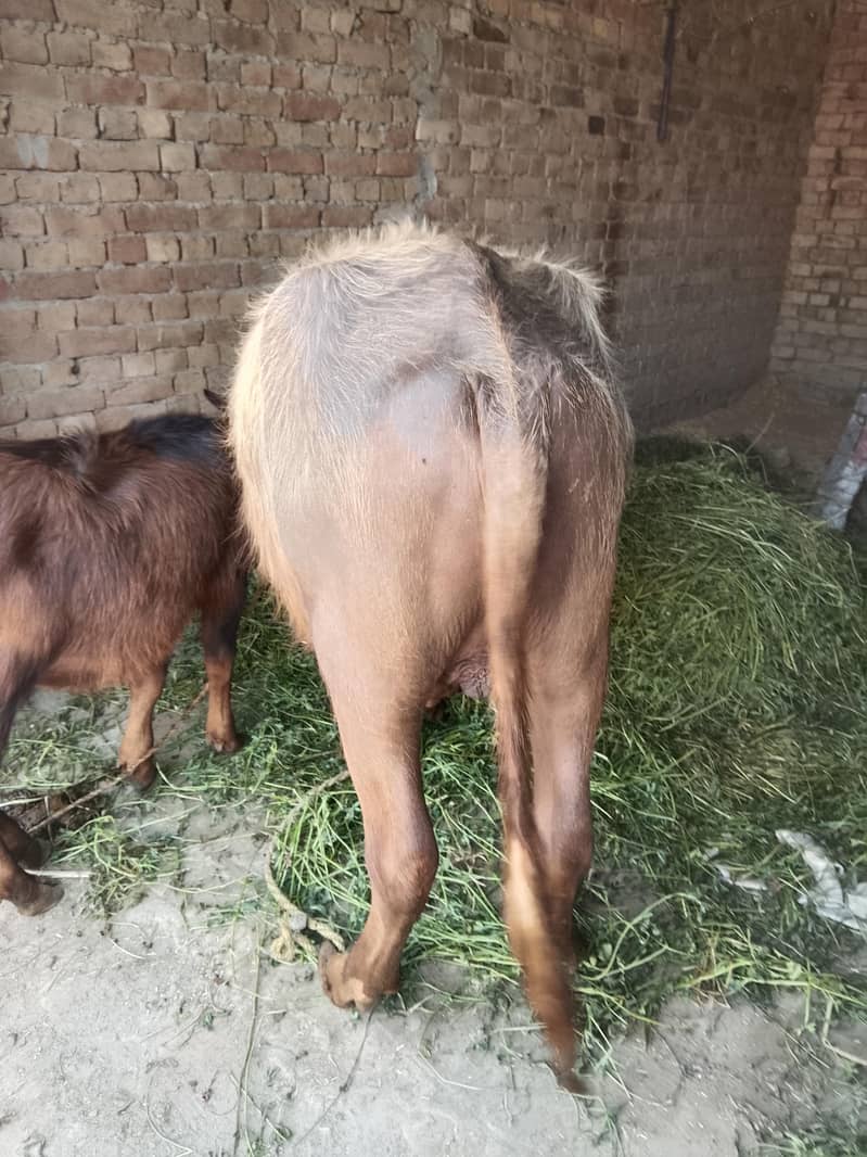 قربانی کے لیے کٹا 3