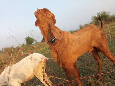 Sialkot bakra 03404001510