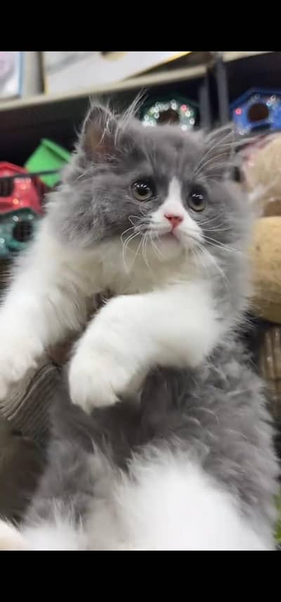 Quality Persian Punchface cat & kitten. moreWhatsApp 03233614642