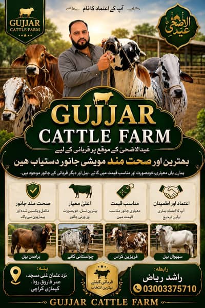 Bachra For Sale || Qurbani2026 || HealthyCattle || Bachri || Livestock