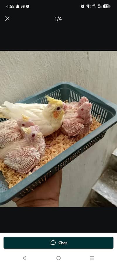 healthy nd active chicks of comon white red eyes,inno nd grey