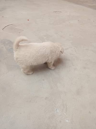 baby for sale pista agg 35 day price 20000 whatsap 03424647044