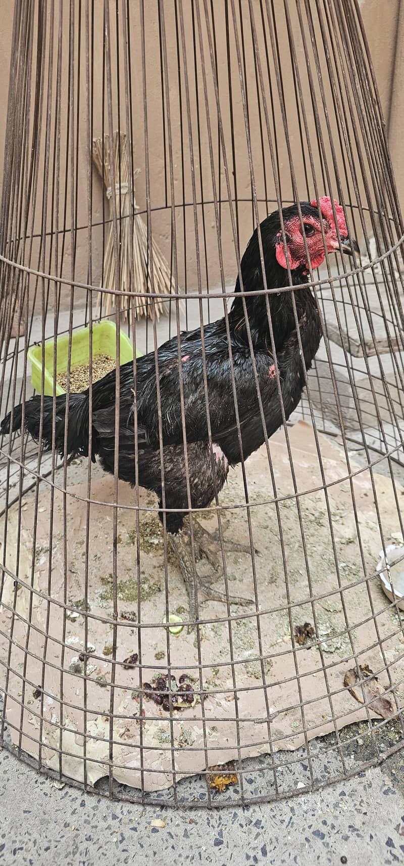 Forsale 6