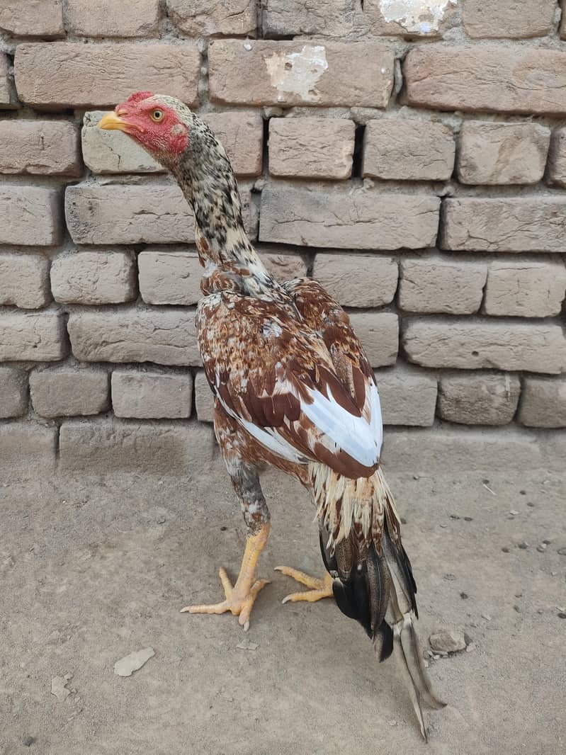 Gadra patha 0