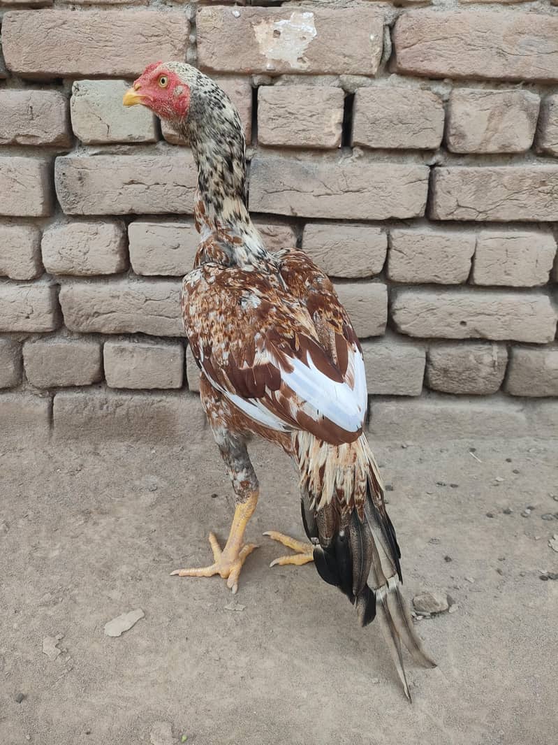 Gadra patha 1
