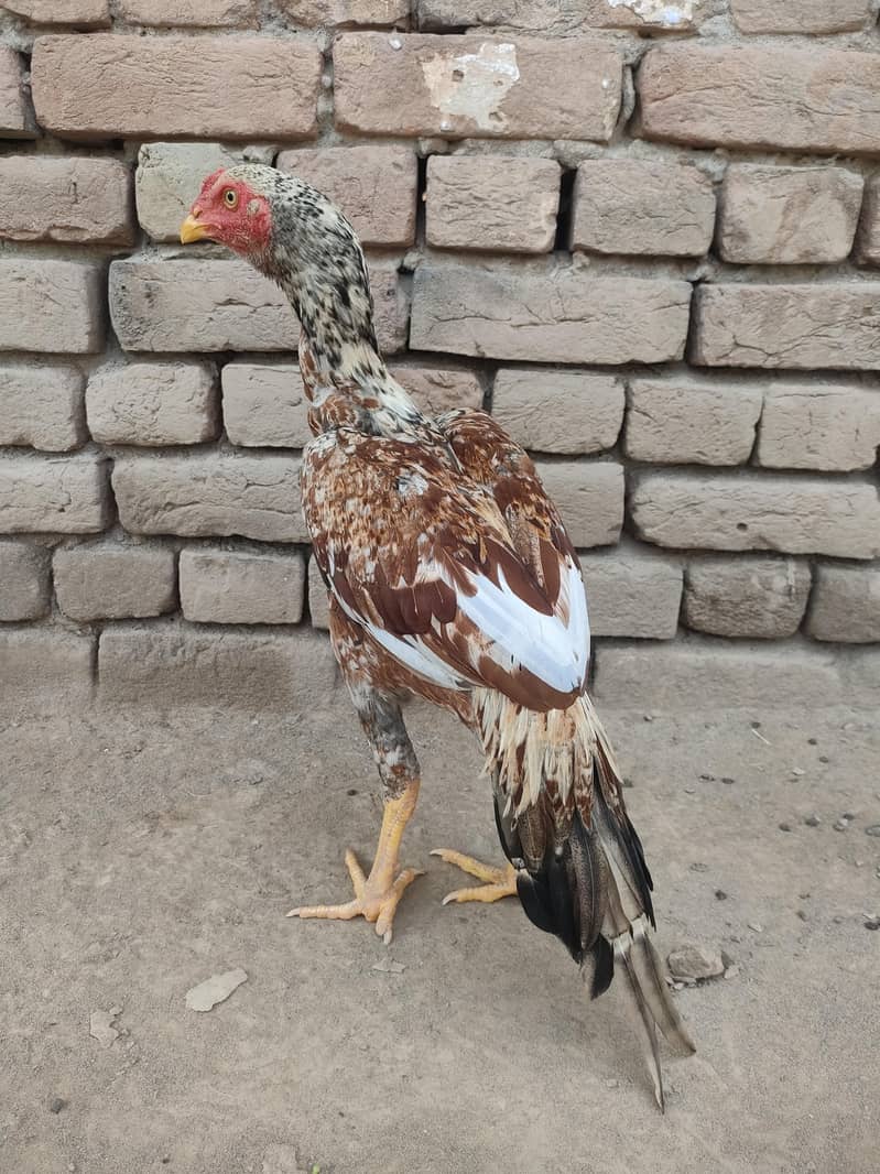 Gadra patha 2