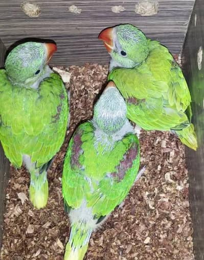 Kashmiri Raw Chicks Active Healthy