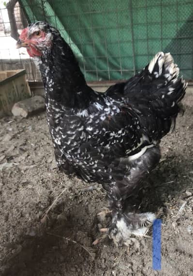 Young mottled brahma male