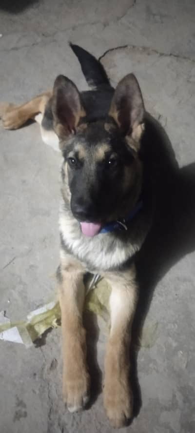 German Shepherd puppy