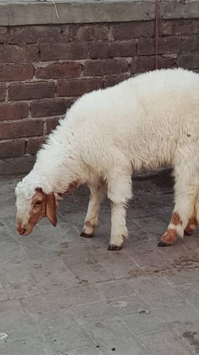 2  male sheep's kids