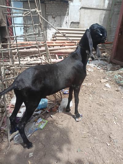 beetal male home breed achi hieht me